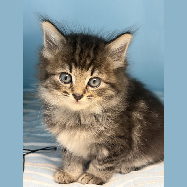 Photo of Peanut