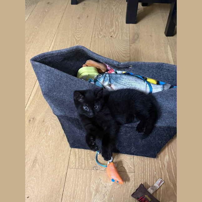 Photo of Nibbler