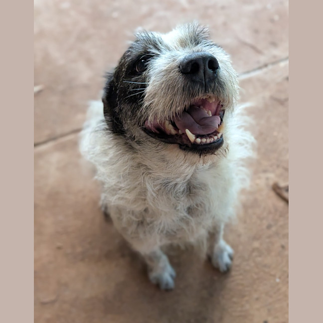 Photo of Scamp