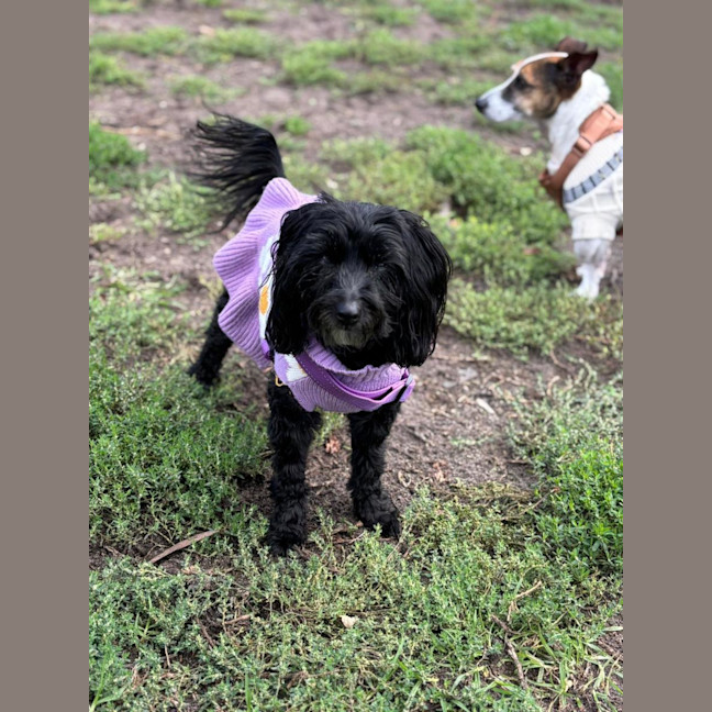 Photo of Ruby