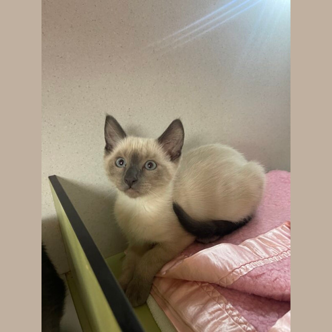 Photo of Basil