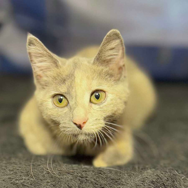 Photo of Cottontail   Located In Preston 