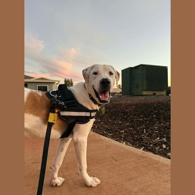 Photo of Koba