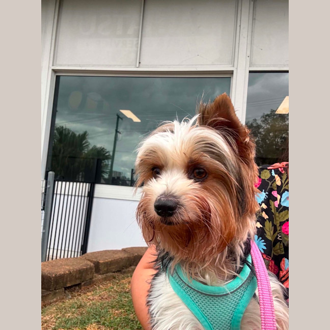 Photo of Dolly