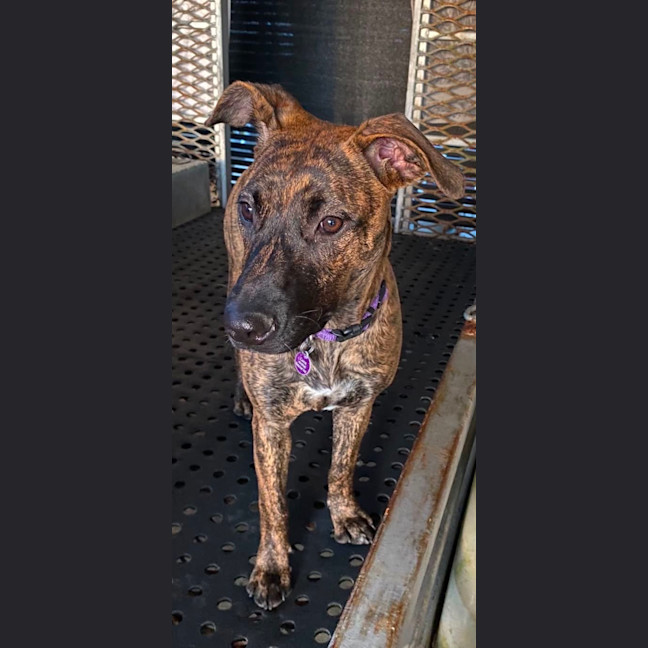 Photo of Penny
