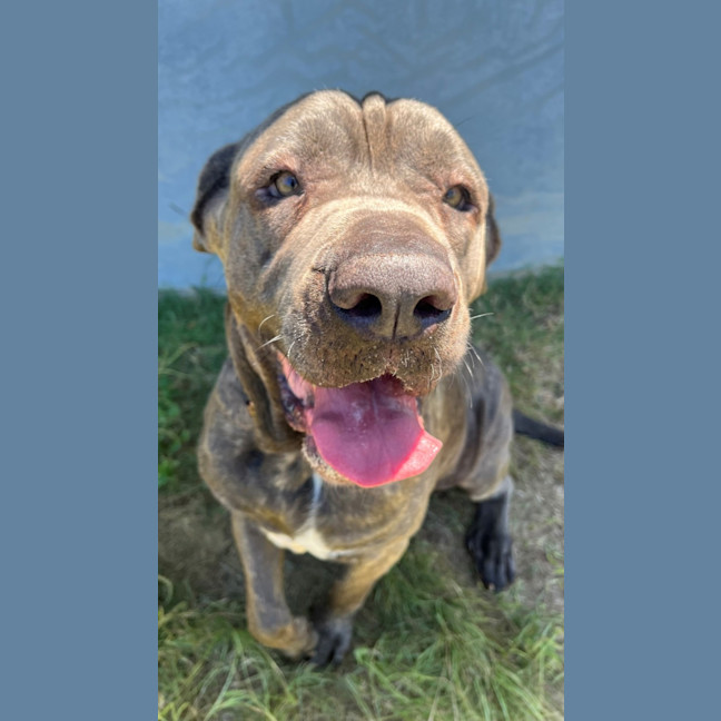 Photo of Koda (1068)