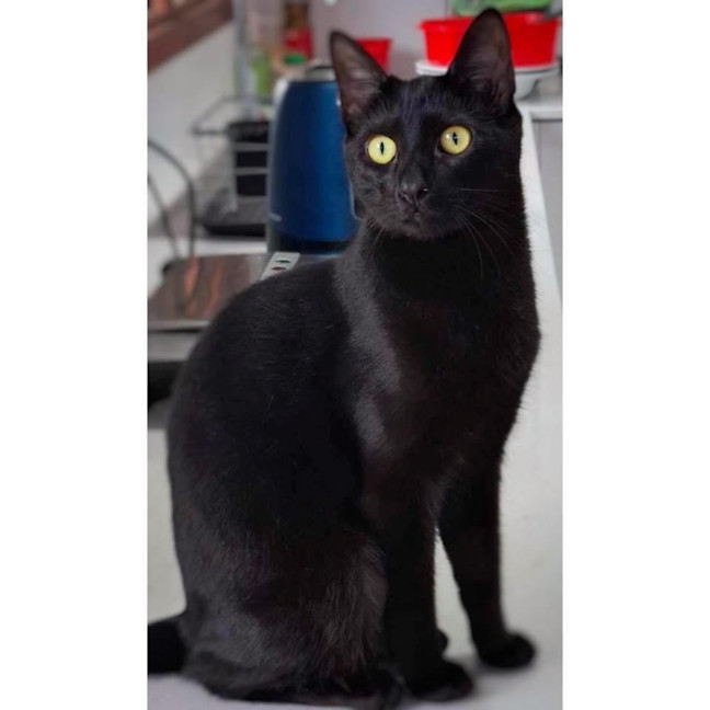 Photo of 11871   Kali