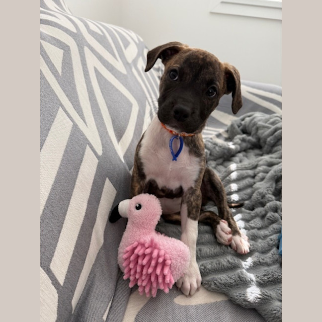 Photo of Luna   9 Week Old Ridgeback X