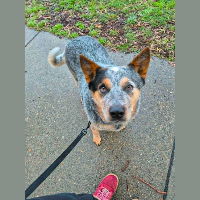 Photo of Patch! 🐨