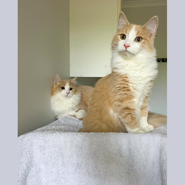 Photo of Tommy & Jerry