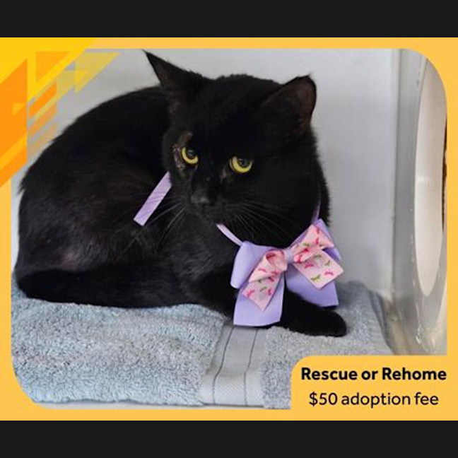 Photo of Binx