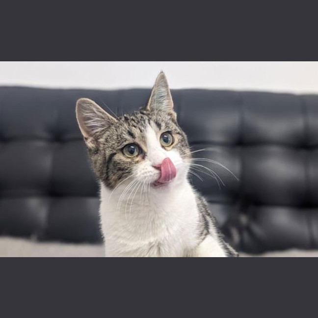 Photo of Pepper