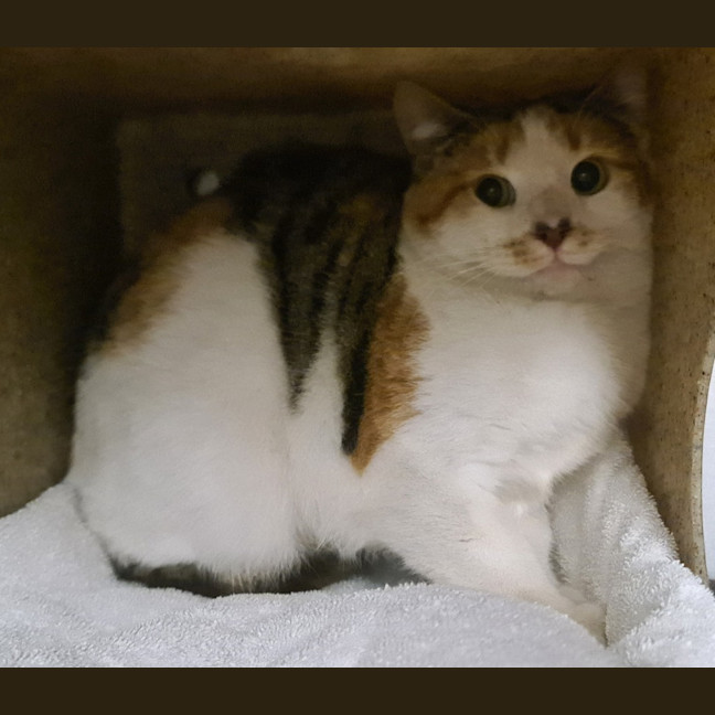 Photo of Bunny