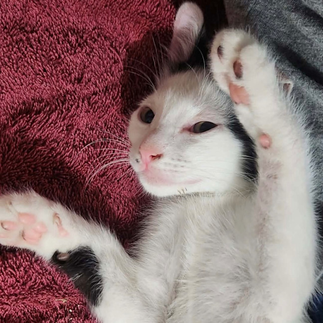 Photo of Binx