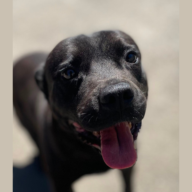Photo of Mr. Biscuit