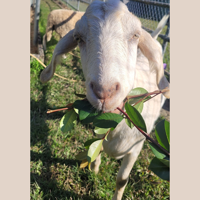 Photo of Oats
