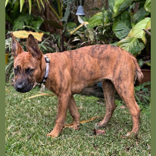 Photo of D1134 Jazzy