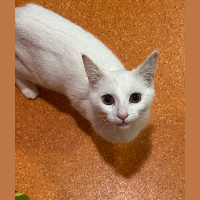 Photo of Mochi