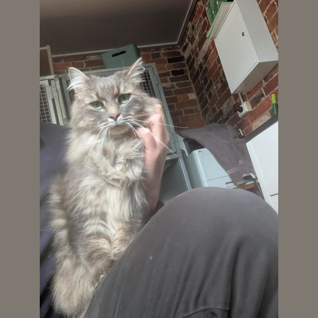 Photo of Nibbles