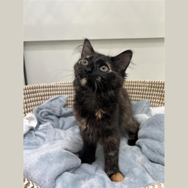 Photo of Dandelion