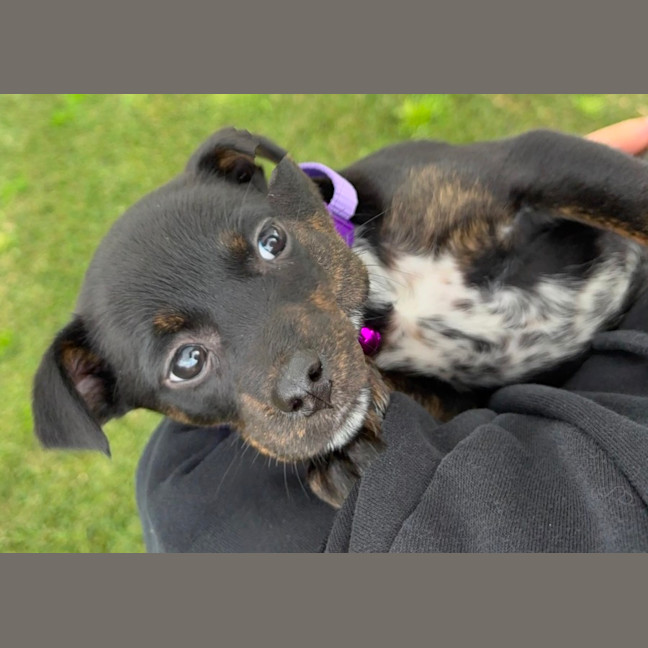 Photo of Minnie   8 Week Old Kelpie X
