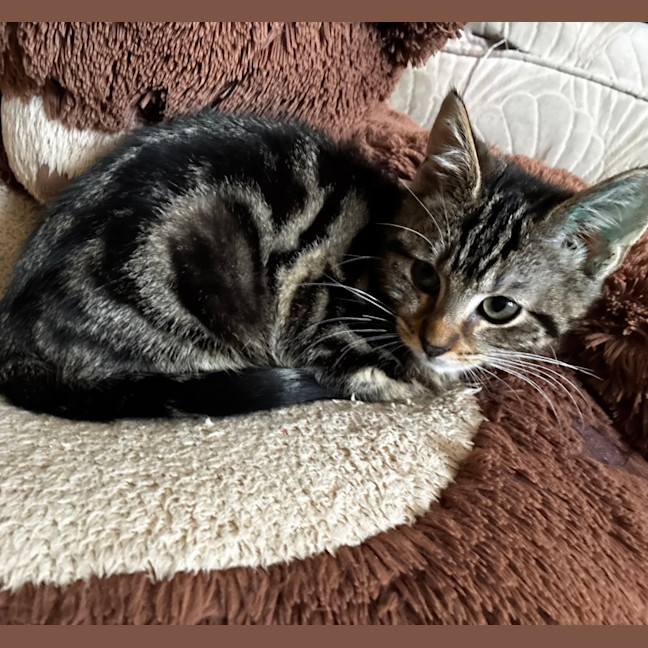 Photo of Harpo