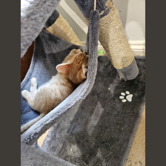 Photo of Monty Meet Me@Petstock Keysborough Storw