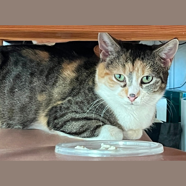 Photo of Peach
