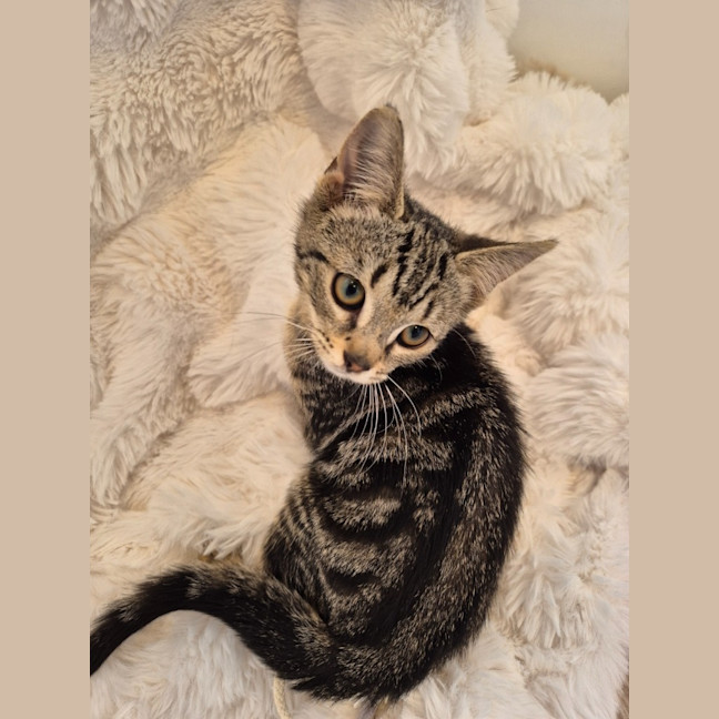 Photo of Pesto