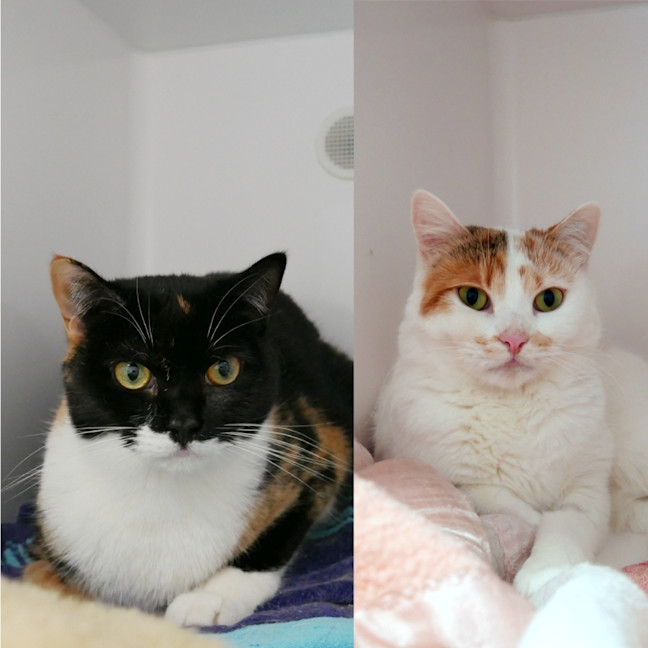 Photo of Candy & Cuddles