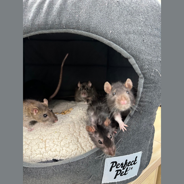 Photo of Waffle