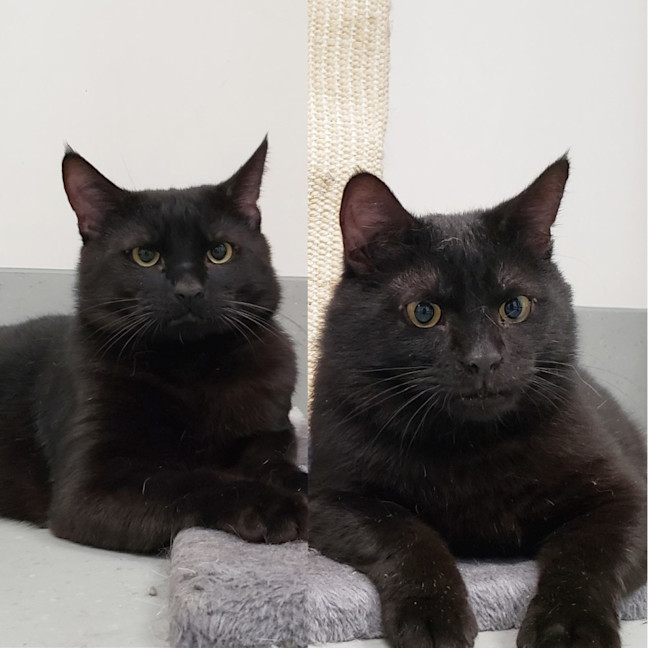 Photo of Licorice & Midnight Sta012634 & Sta012635