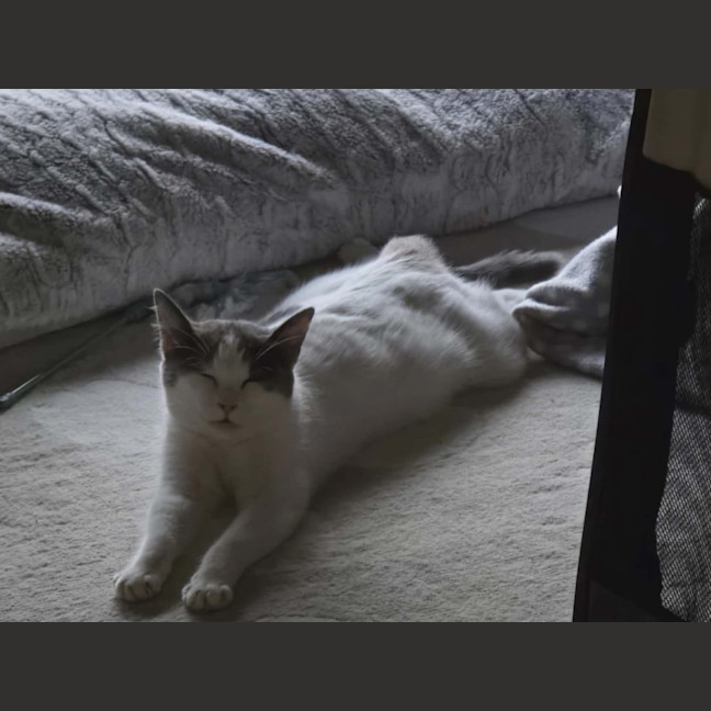 Photo of Mama Yuki **2nd Chance Cat Rescue**