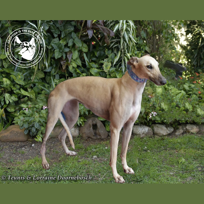 Photo of Luna    Racing Name Luna Starline