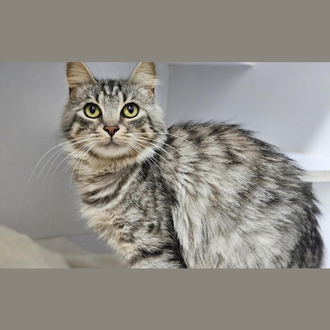 Photo of Silver