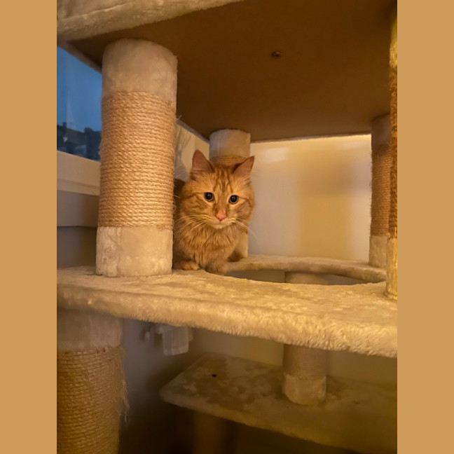 Photo of Flynn