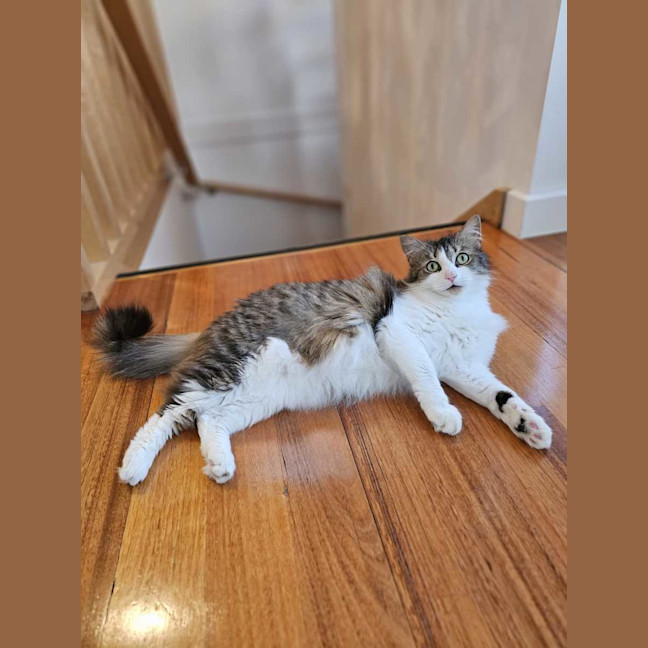 Photo of Mochi 🌹🌹