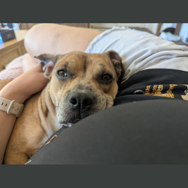 Photo of Lemon   2 Year Old Dachshund X French Bulldog