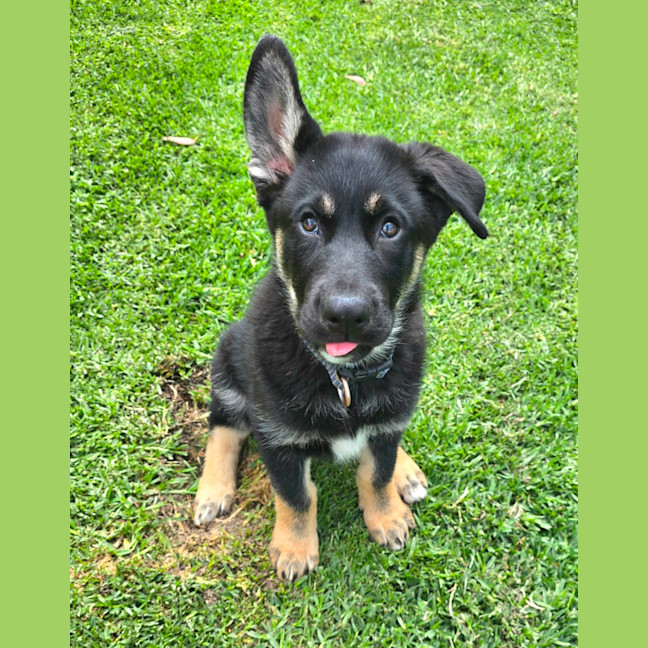 Photo of Bravo – 11 Week Old Shepherd X Husky (Trial)