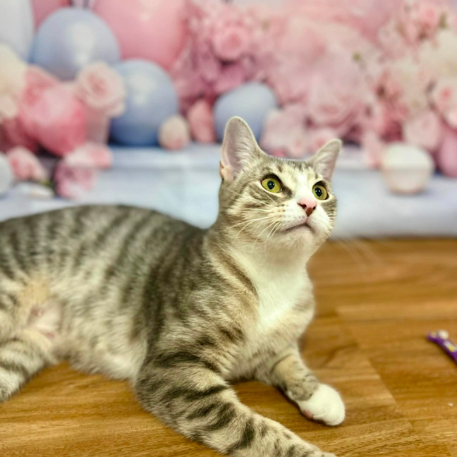 Photo of Lulu   In Foster Care In Doreen