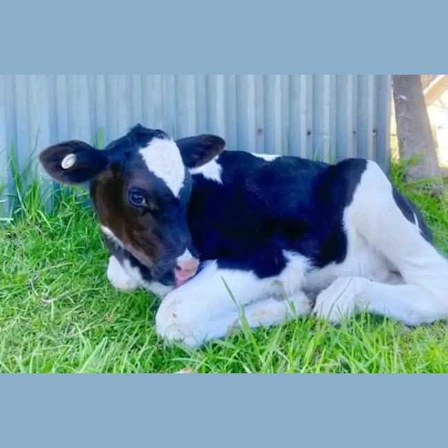 Photo of Huxley And Nyles