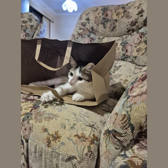 Photo of Nosey