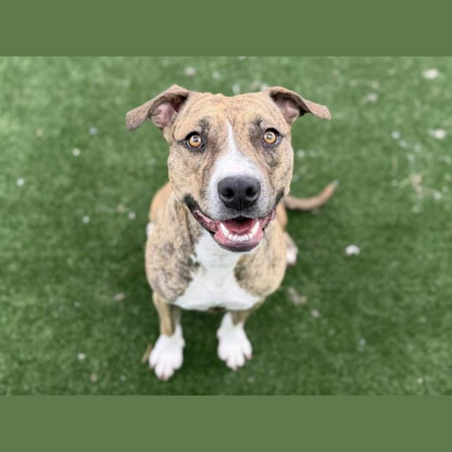 Photo of Firefly Imp 3087