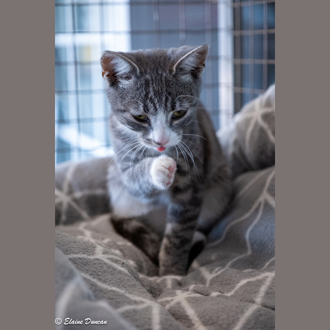 Photo of Mowgli