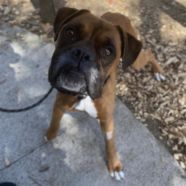 Photo of Brownie