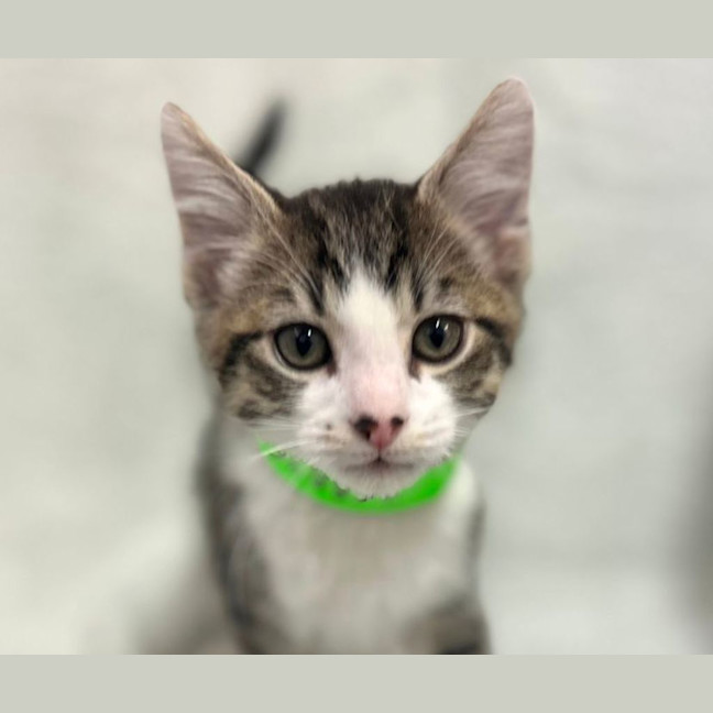 Photo of Muffin 