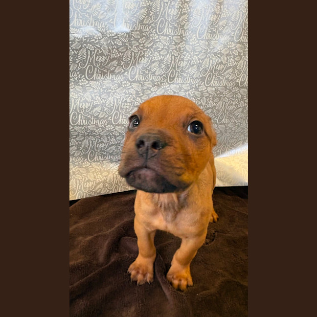 Photo of Sherbert