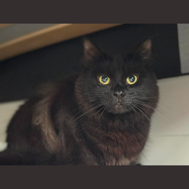 Photo of 🐈‍⬛💖 Annie 🐈‍⬛💖