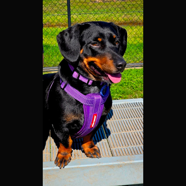 Photo of Kip   2 Year Old Cattle Dog X Dachshund