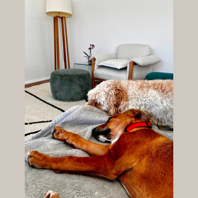 Photo of Abbie   4 Month Old Bull Arab X